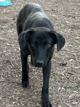 Labrador Retriever and German Shepherd Dog Dogs Available for Adoption - Wynter | PetCurious
