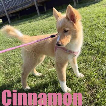 Shepherd and Husky Dogs Available for Adoption in Ellicott City, Maryland - Cinnamon | PetCurious