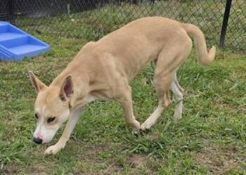 Peaches -  Siberian Husky and Mixed Breed Dog for Adoption in Conway, South Carolina - Peaches | PetCurious