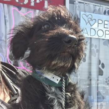Wirehaired Terrier Dogs Available for Adoption in Parma, Ohio - Gene | PetCurious
