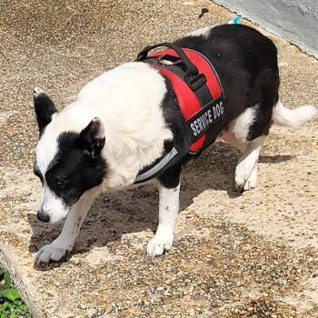 Border Collie Dogs Available for Adoption in San Antonio, Texas - KRIMSON | PetCurious