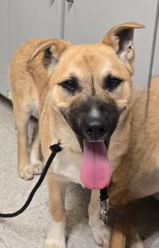 Hound and Shepherd Dogs Available for Adoption - Nutella | PetCurious