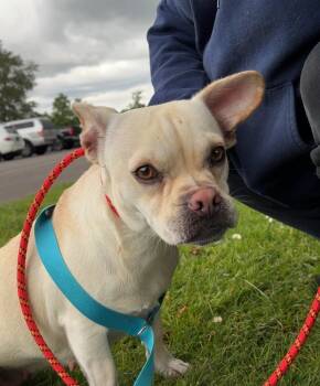 French Bulldog Dogs Available for Adoption in Los Angeles, California - Misha | PetCurious
