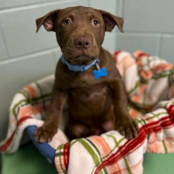 Simon -  Mixed Breed Dog for Adoption in State College, Pennsylvania - Simon | PetCurious