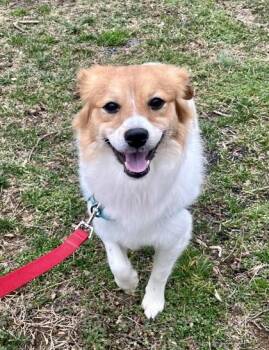 Pomeranian Dogs Available for Adoption in Annapolis, Maryland - Rookie | PetCurious