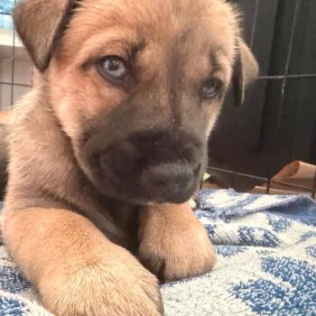 Nova (Can leave 10/4) -  Husky and Mixed Breed Dog for Adoption in Silver Spring, Maryland - Nova (Can Leave 10/4) | PetCurious