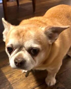 Peanut -  Chihuahua Dog for Adoption in Panama City, Florida - Peanut | PetCurious