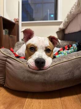 Coco -  Mixed Breed Dog for Adoption in New York, New York - Coco | PetCurious