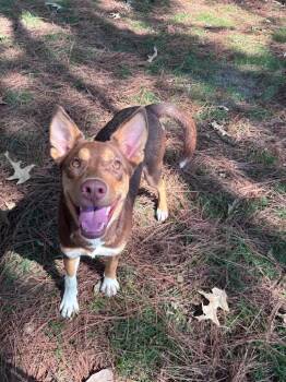 Brownie Lafleur -  Shepherd Dog for Adoption in Little Rock, Arkansas - Brownie Lafleur | PetCurious