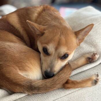 Shiba Inu Dogs Available for Adoption - Kenya | PetCurious