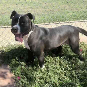 Katie -  Boxer and Mixed Breed Dog for Adoption in Shreveport, Louisiana - Katie | PetCurious
