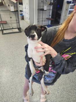 Pit Bull Terrier Dogs Available for Adoption in Athens, Alabama - KOURTNEY - PUPPY 3 | PetCurious
