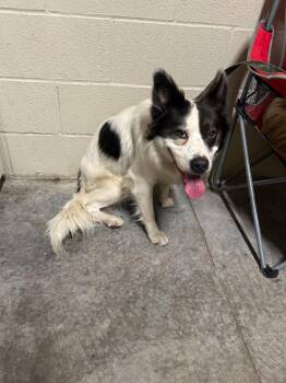 Mutley -  Collie Dog for Adoption in Shelbyville, Tennessee - Mutley | PetCurious