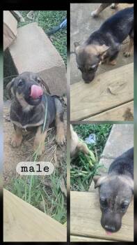 Rescue German Shepherd Dog Dogs for Adoption in Holly Springs, Mississippi - Mikey | PetCurious