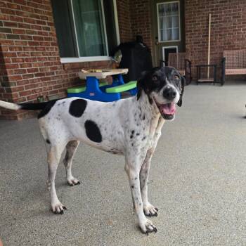 Gracie G -  English Pointer Dog for Adoption in Huntsville, Alabama - Gracie G | PetCurious