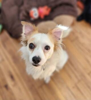 Rescue Spaniel and Chihuahua Dogs for Adoption in Hayward, California - Smiley | PetCurious