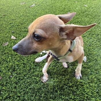 Viserion -  Rat Terrier and Chihuahua Dog for Adoption in Alafaya, Florida - Viserion | PetCurious