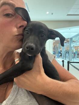 Roger -  Chihuahua Dog for Adoption in Jefferson, New Jersey - Roger | PetCurious