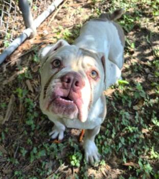 TILLY -  American Bulldog and Mixed Breed Dog for Adoption in Houston, Texas - TILLY | PetCurious