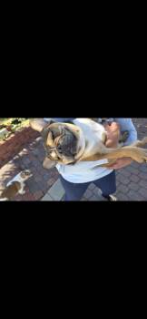 French Bulldog Dogs Available for Adoption in Mary Esther, Florida - Austin | PetCurious