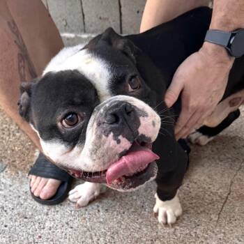 Wattle ~ Coming Soon!!! -  English Bulldog Dog for Adoption in Chicago, Illinois - Wattle ~ Coming Soon!!! | PetCurious