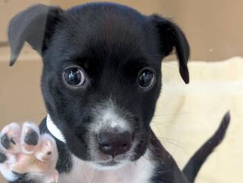 Elsie -  Pit Bull Terrier Dog for Adoption in Portland, Oregon - Elsie | PetCurious