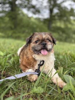 Shih Tzu Dogs Available for Adoption in Gradyville, Kentucky - Peppa | PetCurious
