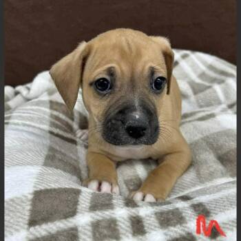 Mixed Breed Dogs Available for Adoption - Conley | PetCurious
