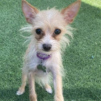 Dusty -  Terrier Dog for Adoption in Tempe, Arizona - Dusty | PetCurious