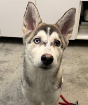 Husky Dogs Available for Adoption - Nessie | PetCurious