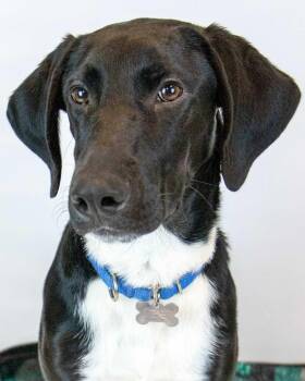 Rescue Labrador Retriever and Border Collie Dogs for Adoption in Kennesaw, Georgia - Christian | PetCurious