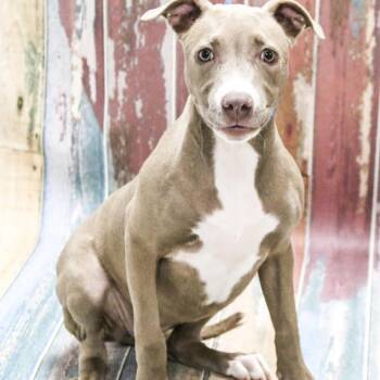 Nolla -  American Staffordshire Terrier and Mixed Breed Dog for Adoption in Casa Grande, Arizona - Nolla | PetCurious