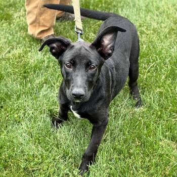 Buttered Popcorn -  Black Labrador Retriever and Border Collie Dog Available for Adoption in South Elgin, Illinois - Buttered Popcorn | PetCurious