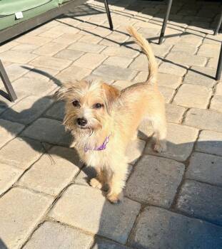 Penny -  Terrier Dog for Adoption in Arlington, Virginia - Penny | PetCurious