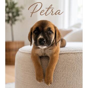 Petra -  Anatolian Shepherd and Mixed Breed Dog for Adoption in Phoenix, Arizona - Petra | PetCurious