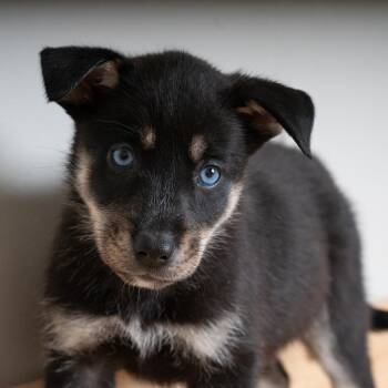 Toya D69688 -  Shepherd Dog for Adoption in Minnetonka, Minnesota - Toya D69688 | PetCurious