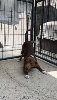ORIOLE -  Vizsla and Chihuahua Dog for Adoption in Chester, South Carolina - ORIOLE | PetCurious
