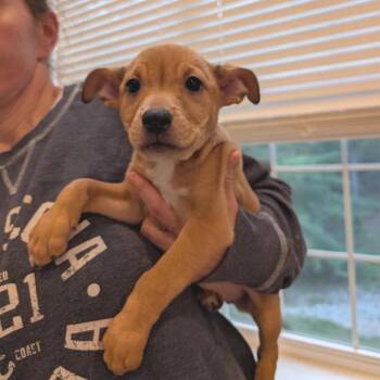 Lilypad -  Mixed Breed Dog for Adoption in Fredericksburg, Virginia - Lilypad | PetCurious