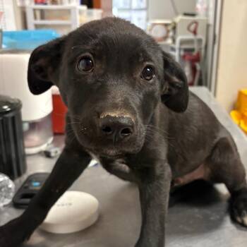 Labrador Retriever Dogs Available for Adoption in Yuma, Arizona - Arnold | PetCurious