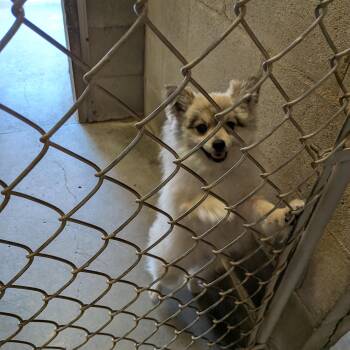 Pomeranian Dogs Available for Adoption in Hermiston, Oregon - Rufus | PetCurious