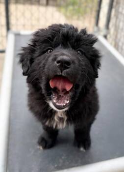 Great Pyrenees and Mixed Breed Dogs Available for Adoption in Severance, Colorado - Montana | PetCurious