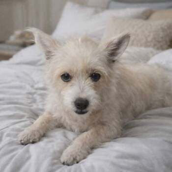 Magnolia Mae -  Terrier Dog Available for Adoption in Minneapolis, Minnesota - Magnolia Mae | PetCurious