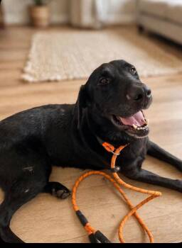 Tammy -  Labrador Retriever Dog for Adoption in Churchville, New York - Tammy | PetCurious