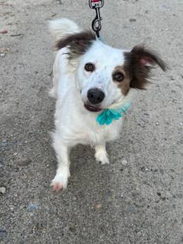 Poppy -  Spaniel Dog for Adoption in Weare, New Hampshire - Poppy | PetCurious