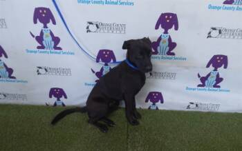 Rescue Labrador Retriever and Mixed Breed Dogs for Adoption in Orlando, Florida - NYX | PetCurious