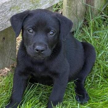 Black Labrador Retriever and Mixed Breed Dogs Available for Adoption - Glover - Artemis II *adoption Pending* | PetCurious