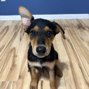 Ranger -  Bernese Mountain Dog and Australian Kelpie Dog for Adoption - Ranger | PetCurious