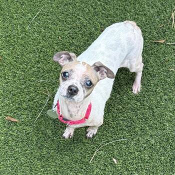 Lady Gaga 22917 -  Shih Tzu and Chihuahua Dog for Adoption in Cumming, Georgia - Lady Gaga 22917 | PetCurious
