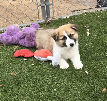 Australian Shepherd and Cattle Dog Dogs Available for Adoption - Leopold | PetCurious