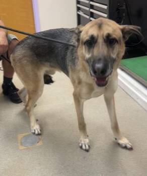 Stitch -  German Shepherd Dog and Mixed Breed Dog for Adoption in Palm Coast, Florida - Stitch | PetCurious